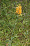 Yellow fringed orchid